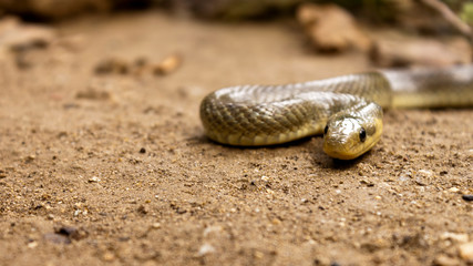 Natrix Maura snake