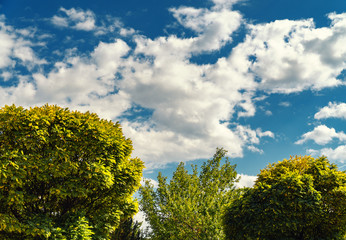 Cloud sky and tress