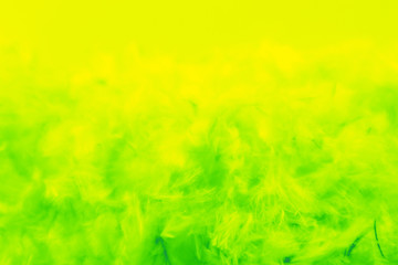 Beautiful abstract colorful yellow and light green feathers on white background and soft white yellow feather texture on white pattern, lemon color background