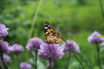 beautiful bright butterfly sits on a flower in the summer garden insect collects nectar