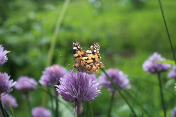 beautiful bright butterfly sits on a flower in the summer garden insect collects nectar