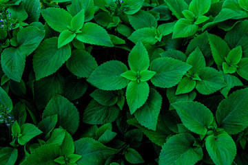 Fototapeta na wymiar tropical leaf, abstract green leaf texture, nature background