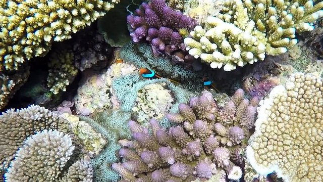 Red and Black Clownfish, also known as the Black Anemonefish, Red and Black Anemonefish, Fire clownfish, Cinnamon Clownfish or Melanopus Anemonefish family at Great Barrier Reef, Australia, 4k