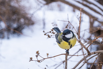 A tit sits on branch of bush in winter city park.