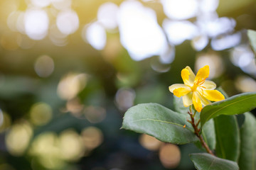 Yellow micky mouse flower or ochna kirkii oliv on tree with sunlight on blur nature background.