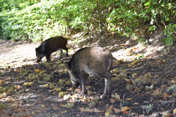 Wildschweine auf Waldweg