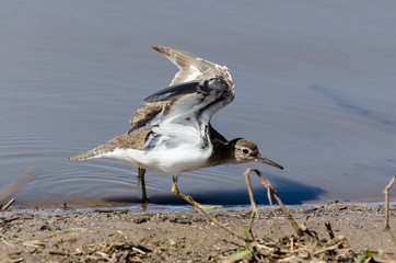 Chevalier guignette,.Actitis hypoleucos, Common Sandpiper