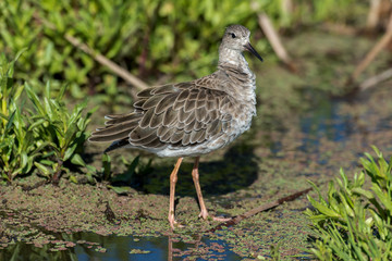 chevalier combattant, Combattant varié, Philomachus pugnax