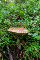 mushroom in forest