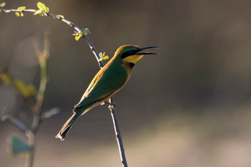 Guêpier nain,.Merops pusillus , Little Bee eater