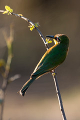Guêpier nain,.Merops pusillus , Little Bee eater
