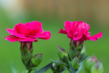 flowering red carnations flowers in the garden. beautiful red carnations flowers in the garden closeup. carnations flowers on a green background. 