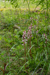 wild flowers in the garden