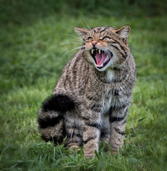 Scottish wildcat growling towards camera