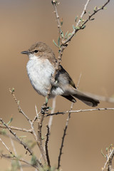 Traquet aile en faux,.Emarginata sinuata, Sickle winged Chat
