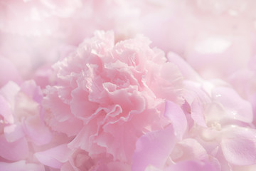 Blurred of flowers pink blooming. in the pastel color style for background.