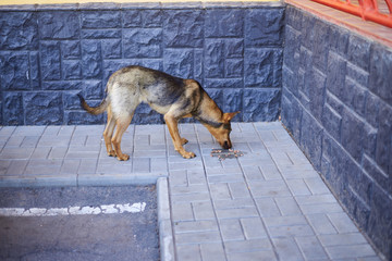 stray dog ??eating feed on the sidewalk