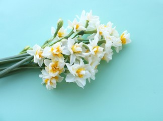 White narcissus fragrant flowers