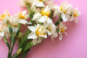 Fototapeta na wymiar White narcissus fragrant flowers