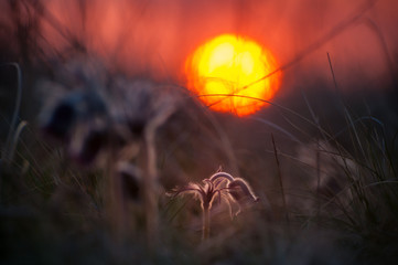 Soft nature background with pasque-flower