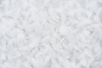 Abstract white feather background, texture with copy space - obrazy, fototapety, plakaty