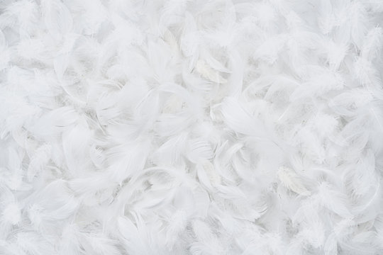 Abstract white feather background, texture with copy space © rangizzz