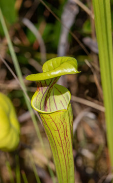Pitcher Plant in a North Carolina Pine Forest