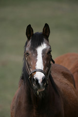 Obraz premium Horse in a pasture on a farm