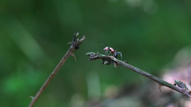 Ant on Observation Post in monitoring - (4K)