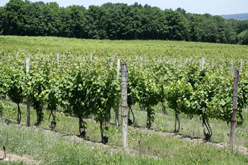 Fototapeta na wymiar Grapes growing on vines in a Vineyard