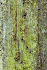 Natural textures of old wood covered with homogeneous green moss. The texture of old wood is naturally decomposed. abstract texture background of old wood. natural textures of dead wood backgrounds.