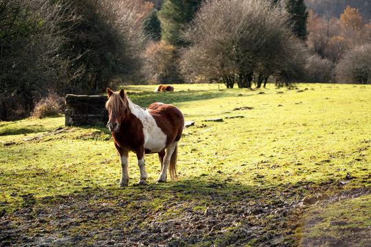 Pottoka (Caballo vasco)