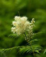 White flower in the summer wood