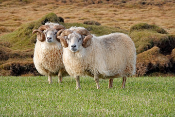 Fototapeta premium Rams pasturing on the green grass of Iceland
