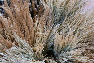 Dry color grass flower interior decoration for background