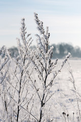 Hoarfrost on dry grass in winter time.