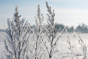 Hoarfrost on dry grass in winter time.