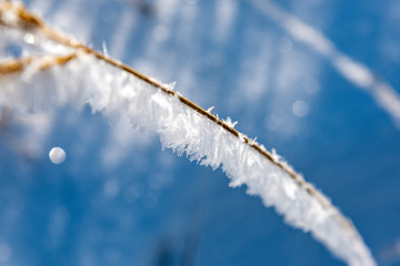 Hoarfrost on dry grass in winter time.