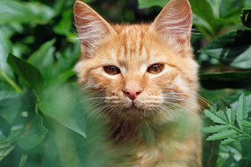 Naklejka na ściany i meble Looking at camera red cat sitting alone in green grass