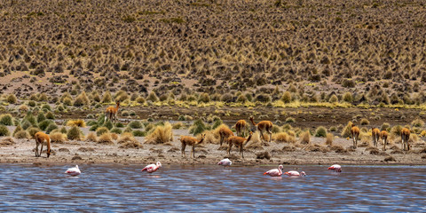 Mountain and laguna at Sajama national park in Bolivia