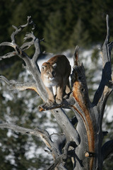 Mountain Lion about to jump from Tree