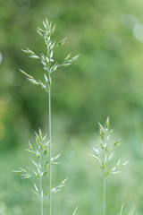 Bromus mollis is a plant species of the Poaceae family. 
