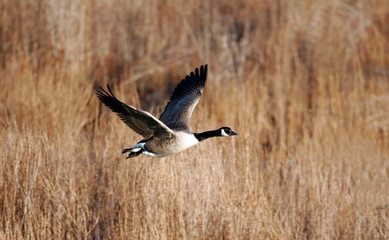 Canada geese migrating in the Fall of the year