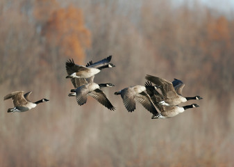 Canada geese migrating in the Fall of the year © Dennis Donohue