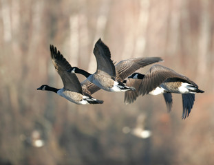 Canada geese migrating in the Fall of the year