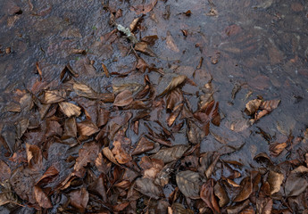 Fallen leaves froze in a puddle.