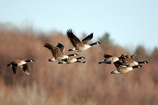 Canada geese migrating in the Fall of the year