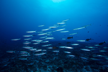shoal of fish