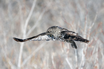 Great Grey Owl on Island in Montreal Canada