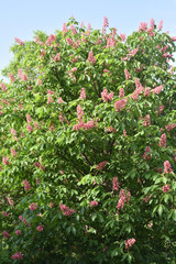 ベニバナトチノキ